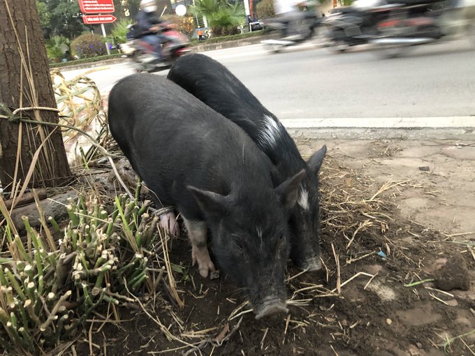 金柑やら桃や花やら、テト用品の間に路上で売られていた2匹の子豚。今日の帰り道、見たら一匹減っていた😢豚肉は自分も食べます