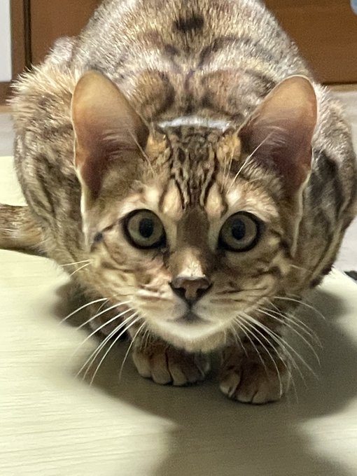 獲物のtwitterイラスト検索結果