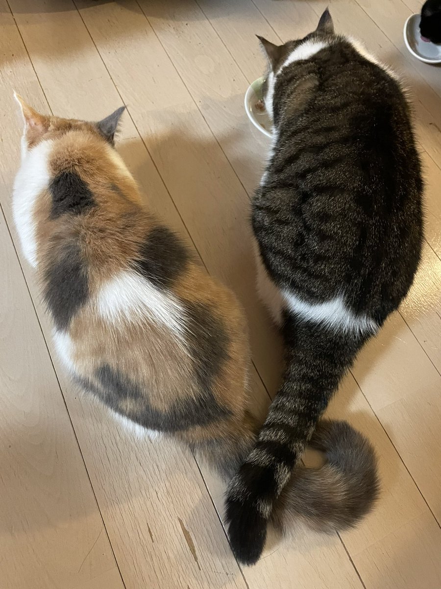 ozawa2003's tweet photo. しっぽ絡めてごはん中❤️
#catfirst
#猫好き https://t.co/ajhKQfFkAe