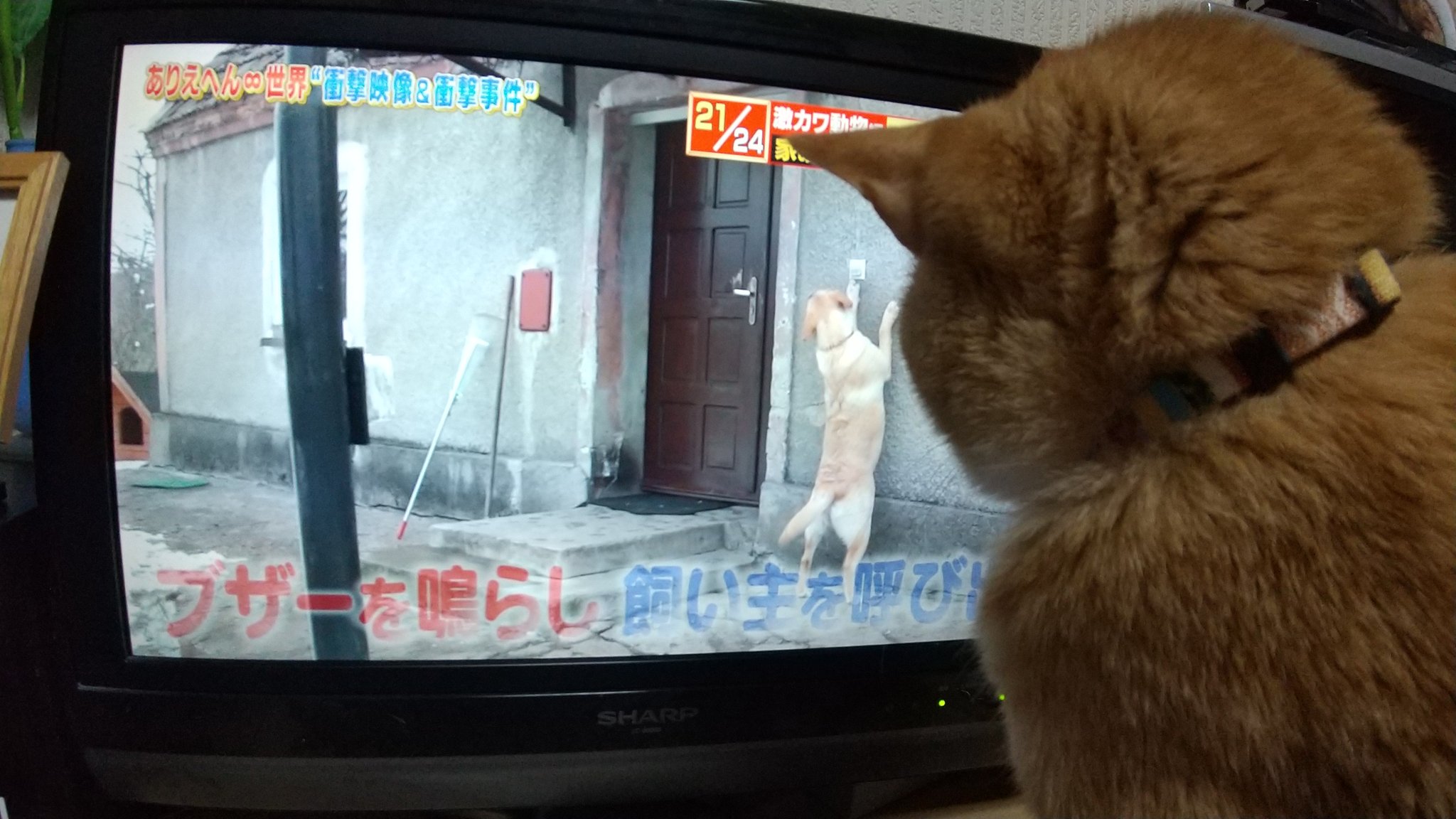 Addicted To K8 Osakan K8 Twitter