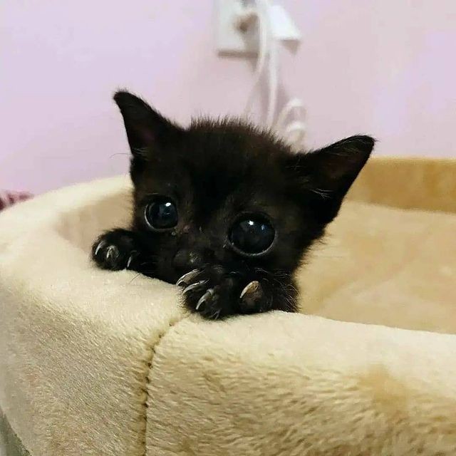 HappyCa89653103's tweet photo. ULTRA 😍Black cats are not a bad luck
Tag some cats lovers please🐱❤️
 #funny
#cats 
#meow https://t.co/rnbTyThyYp