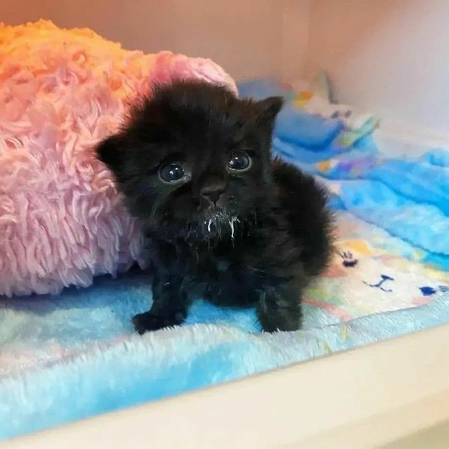 HappyCa89653103's tweet photo. ULTRA 😍Black cats are not a bad luck
Tag some cats lovers please🐱❤️
 #funny
#cats 
#meow https://t.co/rnbTyThyYp
