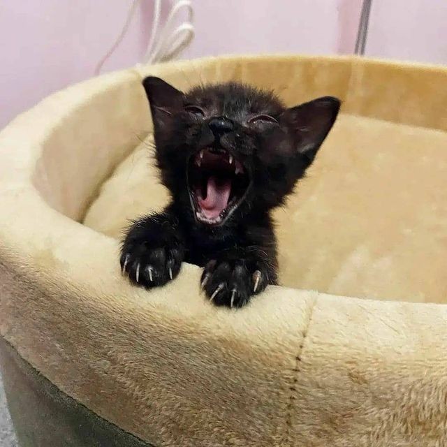 HappyCa89653103's tweet photo. ULTRA 😍Black cats are not a bad luck
Tag some cats lovers please🐱❤️
 #funny
#cats 
#meow https://t.co/rnbTyThyYp