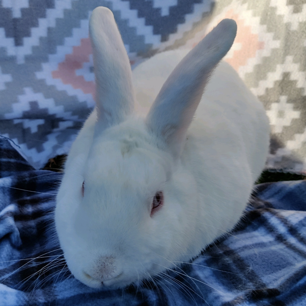 AdoptableBuns's tweet photo. Roger is an adult New Zealand from #Maineville, OH. https://t.co/6ae39KHT1g https://t.co/YD06bYF9R7