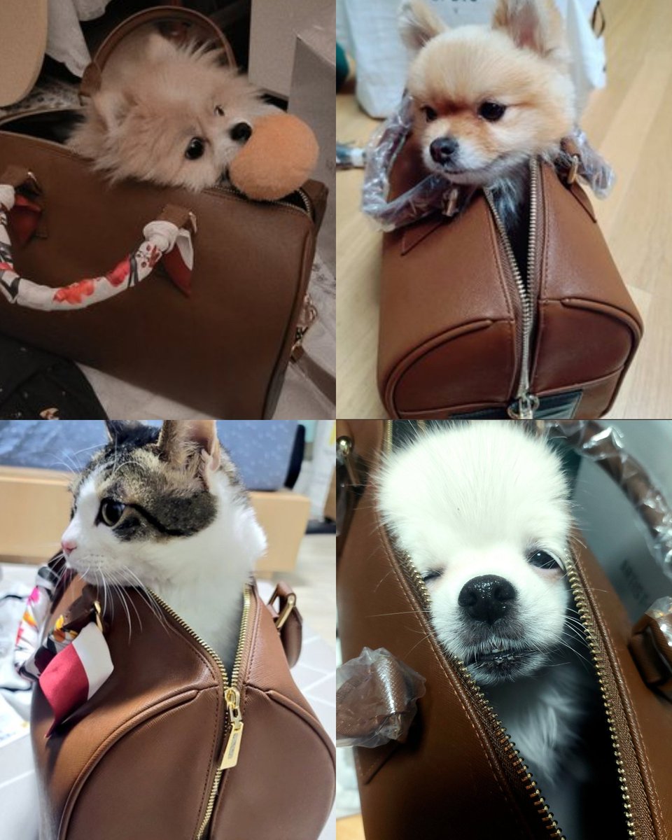 teteughh's tweet photo. k armys following taehyung's tip to put their dogs/pets on the mute boston bag is so cutee https://t.co/qrFTbx5z3F