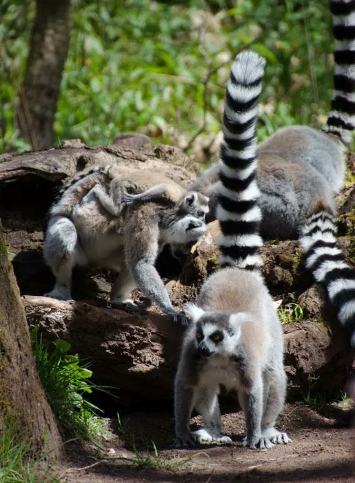 Love the movie Madagascar? Learn what the movie gets right and wrong about lemurs! lemurconservationnetwork.org/madagascar-a-g…