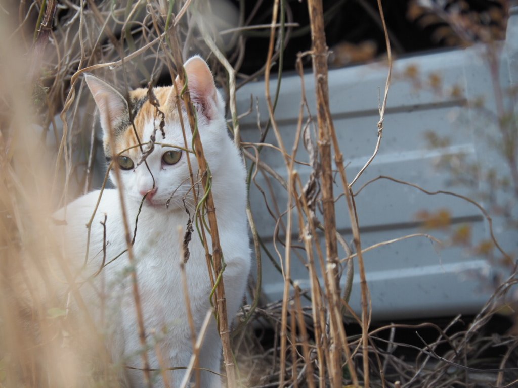 にゃんこ達の遊び場に蔓延る枯れ草が、にゃんこ撮りの邪魔をする🐈️🌿🍂