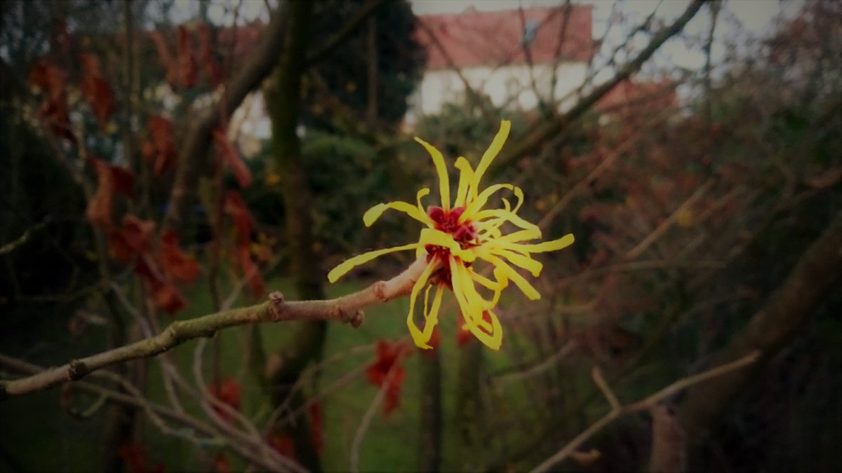 wetter_x's tweet photo. Aktuelle #Phänologie im #Norden⚓️

Manche Büsche/Pflanzen treiben schon Blüten. #Winterjasmin #Winterlinge #Winterzaubernuss
Ist das schon der Vorfrühling?
Nein!
Es sind alles Vertreter die immer im Winter blühen.

Anders beim #Schneeglöckchen. Blüht noch nicht, also noch Winter https://t.co/vcKs5A5xYK