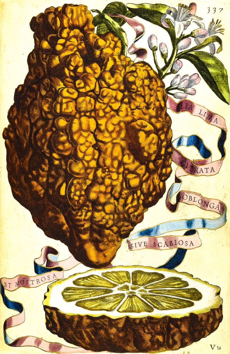 bn_org_pl's tweet photo. Encyklopedia cytrusów Giovanniego Battisty Ferrariego, 1646
https://t.co/8IqTkjtpj2
#polona #encyklopedia #cytrusy https://t.co/4UNqRvCXzB
