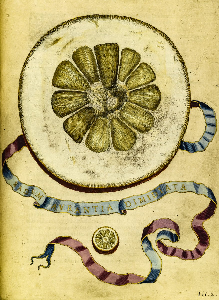 bn_org_pl's tweet photo. Encyklopedia cytrusów Giovanniego Battisty Ferrariego, 1646
https://t.co/8IqTkjtpj2
#polona #encyklopedia #cytrusy https://t.co/4UNqRvCXzB