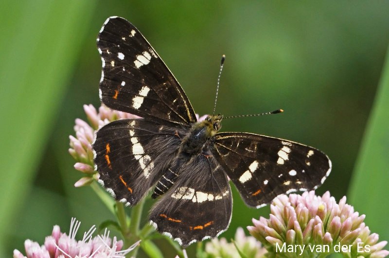 maryvanderes's tweet photo. Dag 19/31 van #januarivlindermaand.
Het #Landkaartje #Araschnia_levana #Map_Butterfly
heeft een voorjaarsvorm (L) en een zomervorm (R) die uiterlijk veel van elkaar verschillen.
@NathalieNatuur https://t.co/7rt8ieEbJh