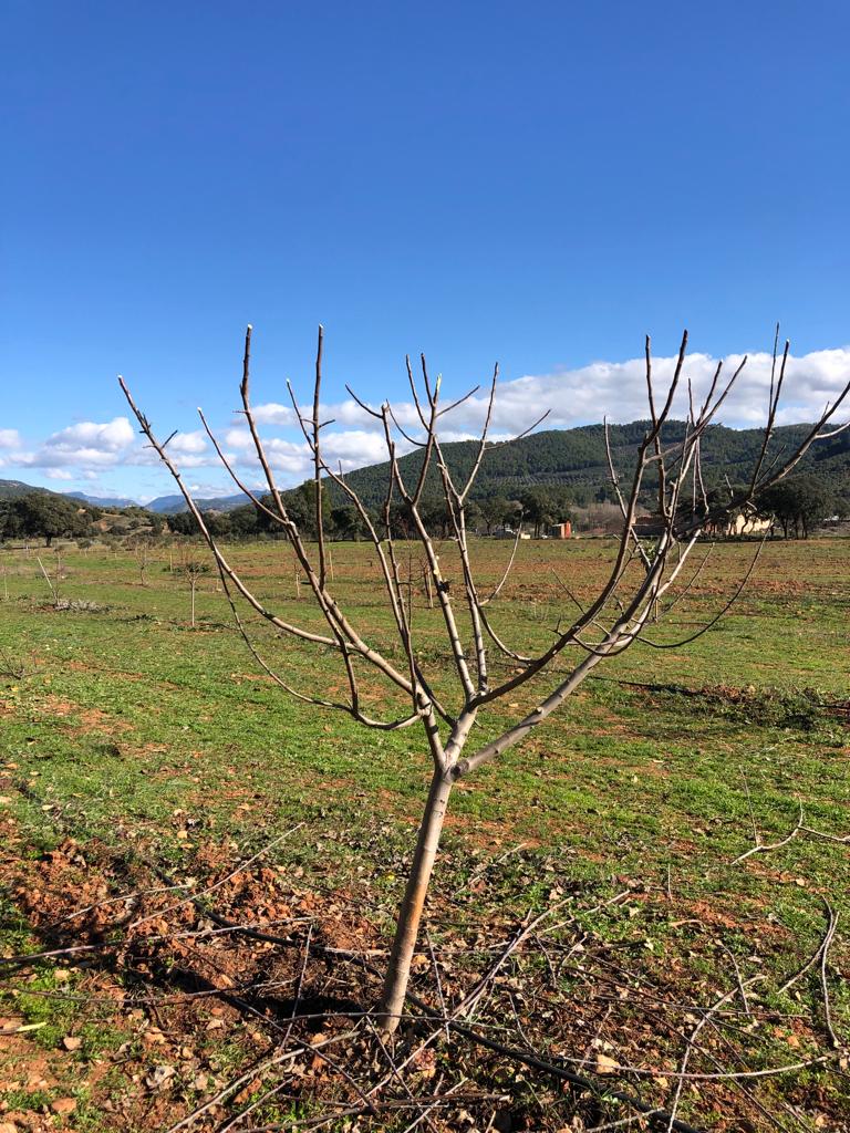 RihSegura's tweet photo. Los nogales de nuestra finca experimental Bonilla, sigue tomando altura. Las podas de formación, son fundamentales en la capacidad final de producción del nogal ecológico.

Diversificación de la producción agrícola y producción ecológica. Opciones para nuestro #olivartradicional https://t.co/pMqWTpDCJn