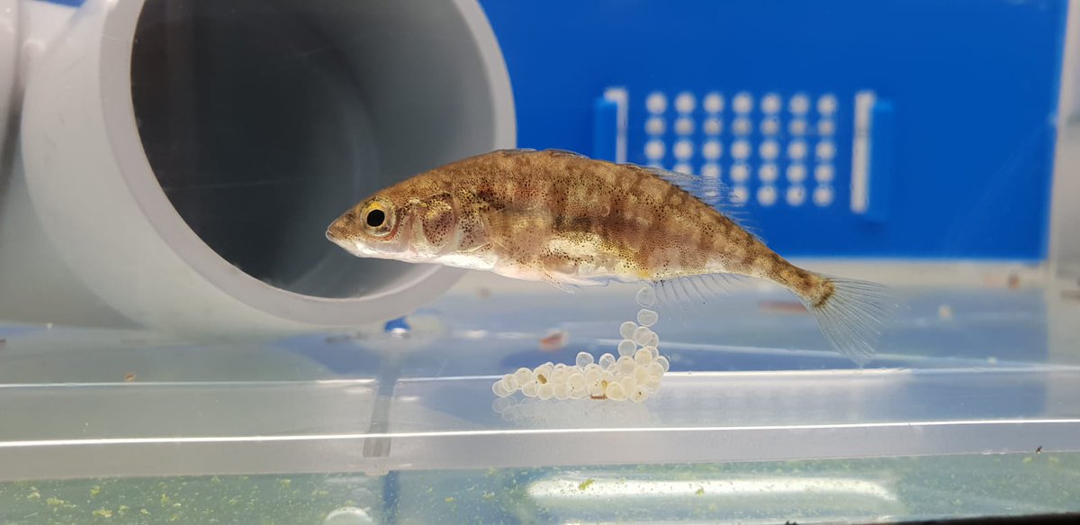 🐟 New paper out! Mitochondrial DNA content in eggs as a maternal effect  #sticklebacks <a href="/CIM_Uvigo/">CIM UVigo</a> 👇👇👇

royalsocietypublishing.org/doi/10.1098/rs…