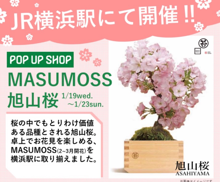 Ekinakalab 今週のエキラボ 神奈川 Jr横浜駅 中央北改札内 Masumoss 旭山桜 本日 1 23まで 今年の春は自分の手で 咲かせた桜でお花見しませんか 卓上で育てられる Masumoss になりました 苔玉 旭山桜 T Co Pu08epu2ns Twitter
