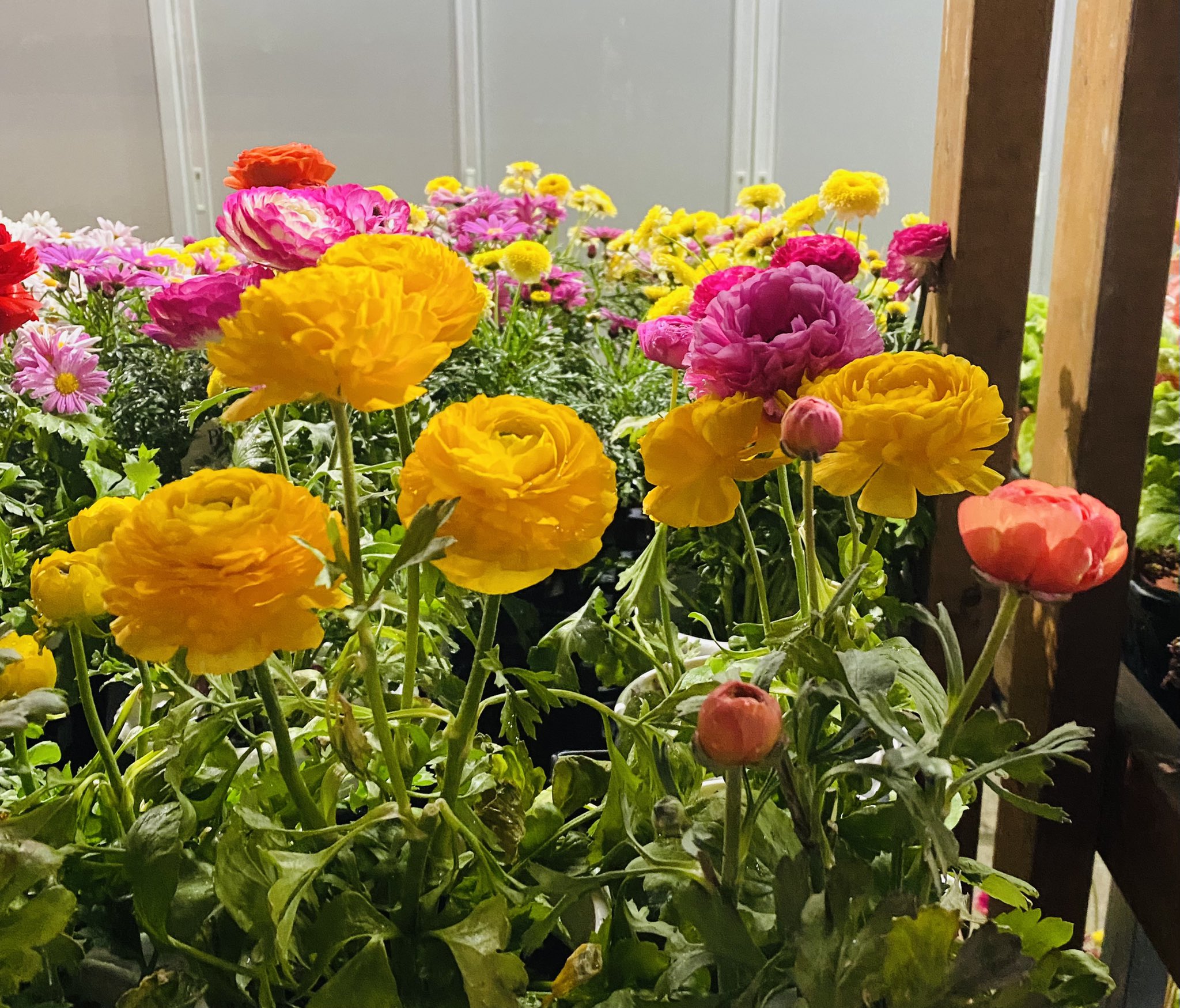 Yuki 平日朝昼多忙中です 帰宅途中に近くのお花屋さんで撮りました 寒い時期なので 近くでなかなかお花が見られないです 今日もお疲れ様でした ラナンキュラス 花写真 Tlを花でいっぱいにしよう T Co K0jxvjou9p Twitter
