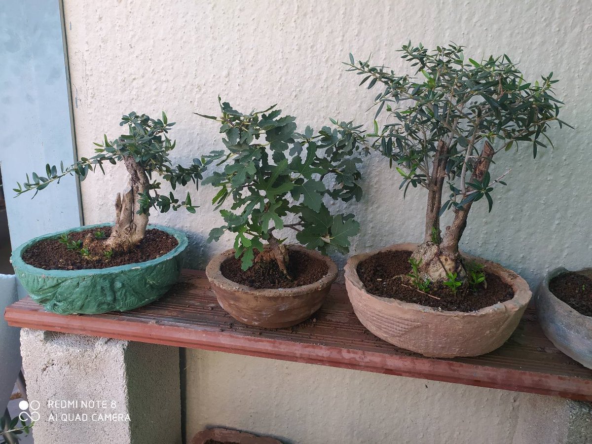 gramayjo's tweet photo. Se venden desde 5€ telf:634301215 Castro del Río https://t.co/lt5xUqaLGP