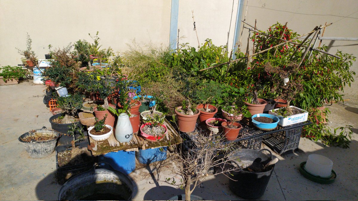 gramayjo's tweet photo. Se venden desde 5€ telf:634301215 Castro del Río https://t.co/lt5xUqaLGP