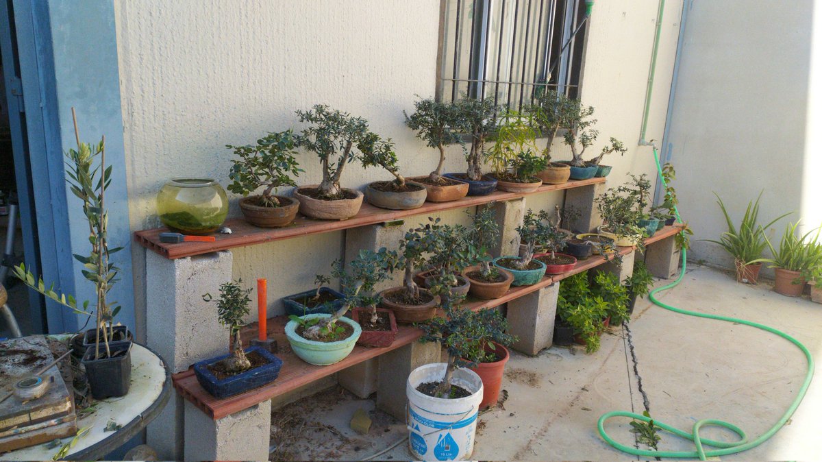 gramayjo's tweet photo. Se venden desde 5€ telf:634301215 Castro del Río https://t.co/lt5xUqaLGP