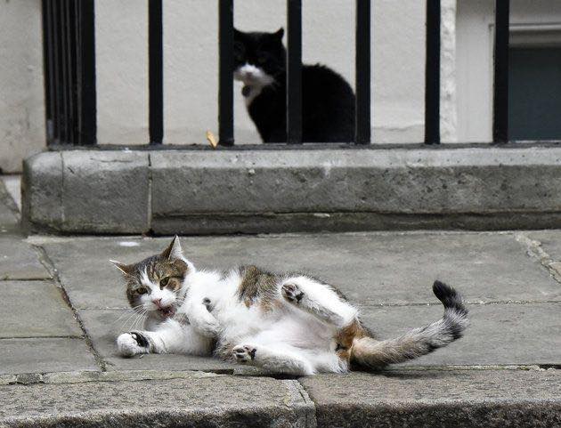 Larry The Cat is pictured leaving a No 10 ‘work event.

WOW Boris what was in that milk cocktail.?