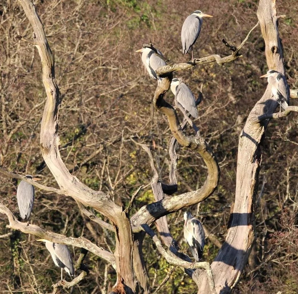 welshscooby's tweet photo. 7 heron in a tree !! There were actually 9, but couldn't get them all in shot! @BBCWinterwatch @BBCSpringwatch #Winterwatchlist https://t.co/Uvx5e49mH5
