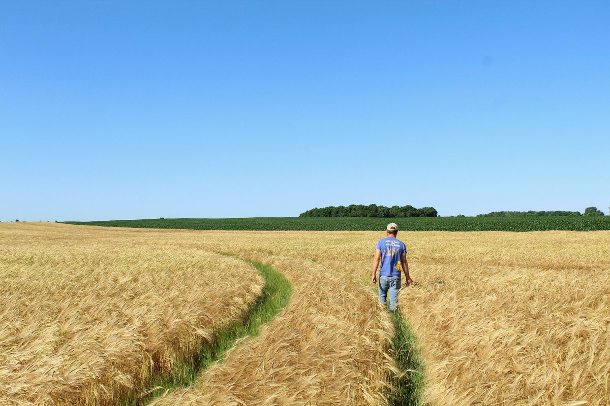 We’ve a very special feature for you today, tracking a heritage Barley grown and malted by <a href="/SugarCreekMalt/">Sugar Creek Malt Co.</a> in Indiana, before being used to brew a Czech pale lager in Denver by <a href="/SeedstockBrew/">Seedstock Brewery</a>. Words &amp; photos <a href="/davidnilsenbeer/">davidnilsenbeer</a>. 

pelliclemag.com/home/2022/1/17…