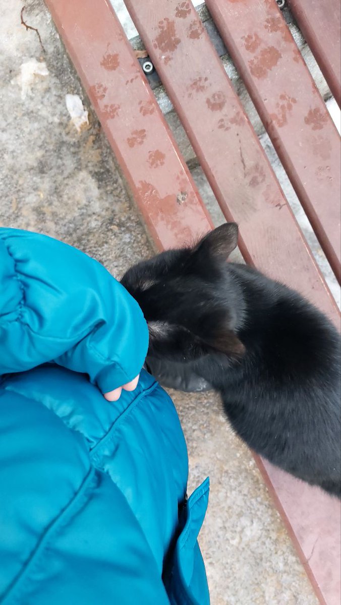 ValeryMadHatter's tweet image. Питер, найдем котику дом?

Черный котька (с полом пока не ясно), ласковый, зеленоглазый, оч ручной какой-то.

Вроде не сильно взрослый, навскидку от полугода до 2х лет.

Забрать не могу😭

#рт #питер #ищудом