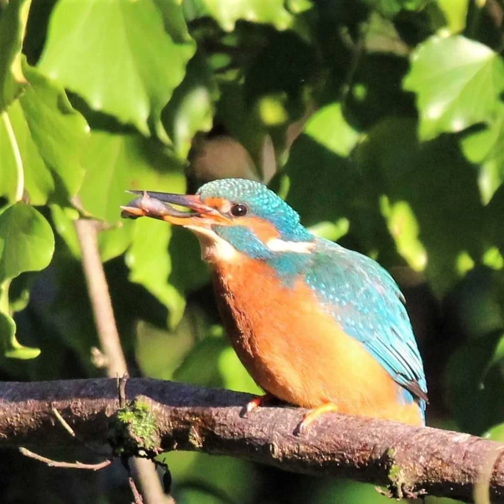 welshscooby's tweet photo. #kingfisher #Winterwatch #springwatch @BBCSpringwatch @BBCWinterwatch https://t.co/4yqQwGlM3N