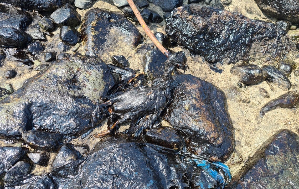 el_pais's tweet photo. El vertido en una planta operado por Repsol en Perú ha dejado playas cubiertas de petróleo y multitud de aves moribundas por culpa del hidrocarburo https://t.co/VvErMtmYTj https://t.co/0JUF47zWgg