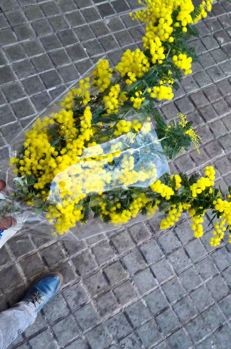 merjmat_'s tweet photo. Ja estic...
M'he fet un regal perquè m'he portat bé i no he plorat..
#Mimoses💛💛💛
M'enamoren. https://t.co/hUyBQ5hzwx