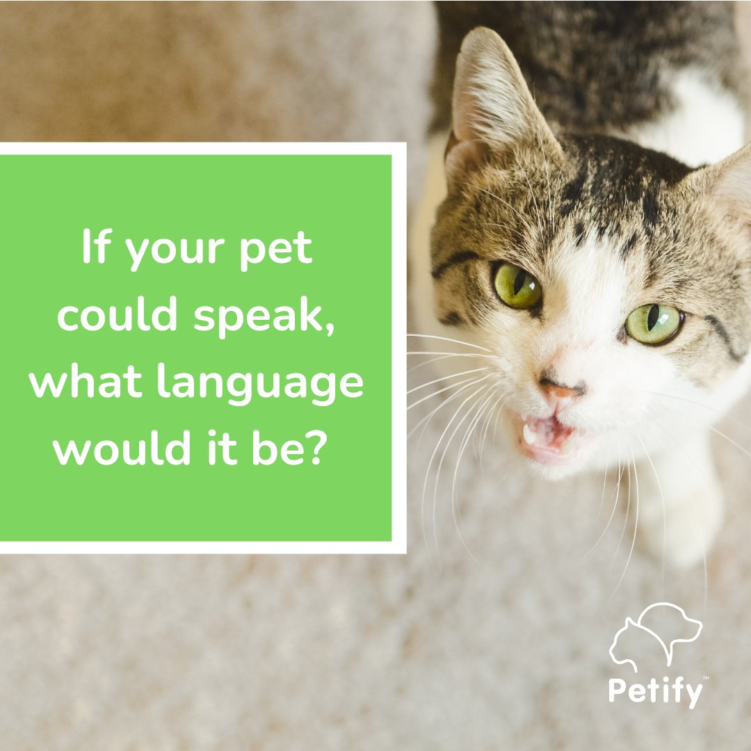 PetifyUAE's tweet photo. What language would your pet speak? 😂

#Petify #UAEpetshop #UAEpets #UAEcats #UAEdogs #DubaiCats #DubaiDogs https://t.co/DLzzSvydME