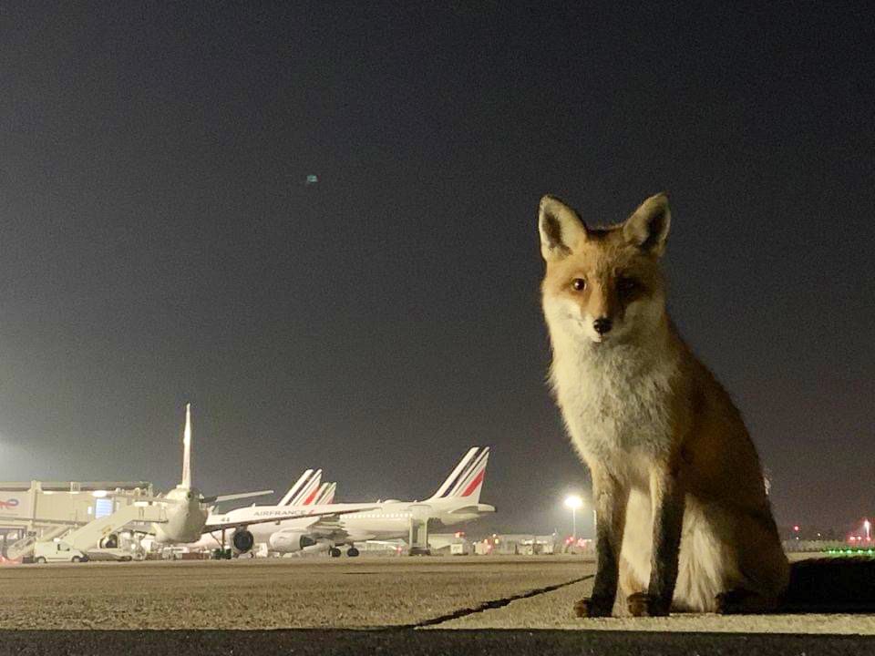 airplusnews's tweet photo. 🦊 🤎 Rencontre inattendue à Orly !

via François Lefrançais https://t.co/4fO9hHvQ92
