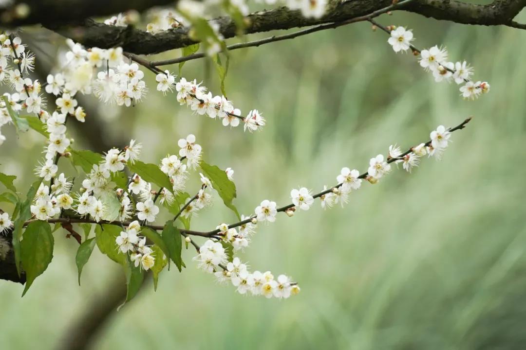 CQEcoCity's tweet photo. Winter is the season for cherry blossom. 
1800 bunches of cherry blossoms shine in Guangyang island. 
Do you wanna come? #flower #flora #winter #beauty https://t.co/dAiry6veQp