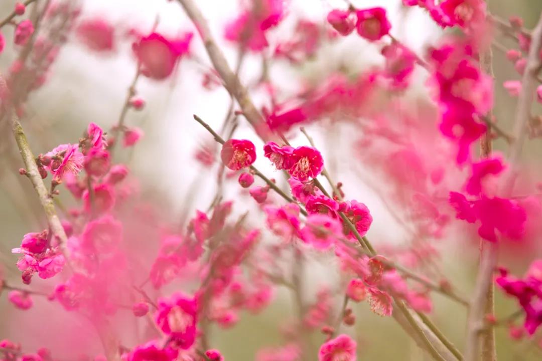 CQEcoCity's tweet photo. Winter is the season for cherry blossom. 
1800 bunches of cherry blossoms shine in Guangyang island. 
Do you wanna come? #flower #flora #winter #beauty https://t.co/dAiry6veQp