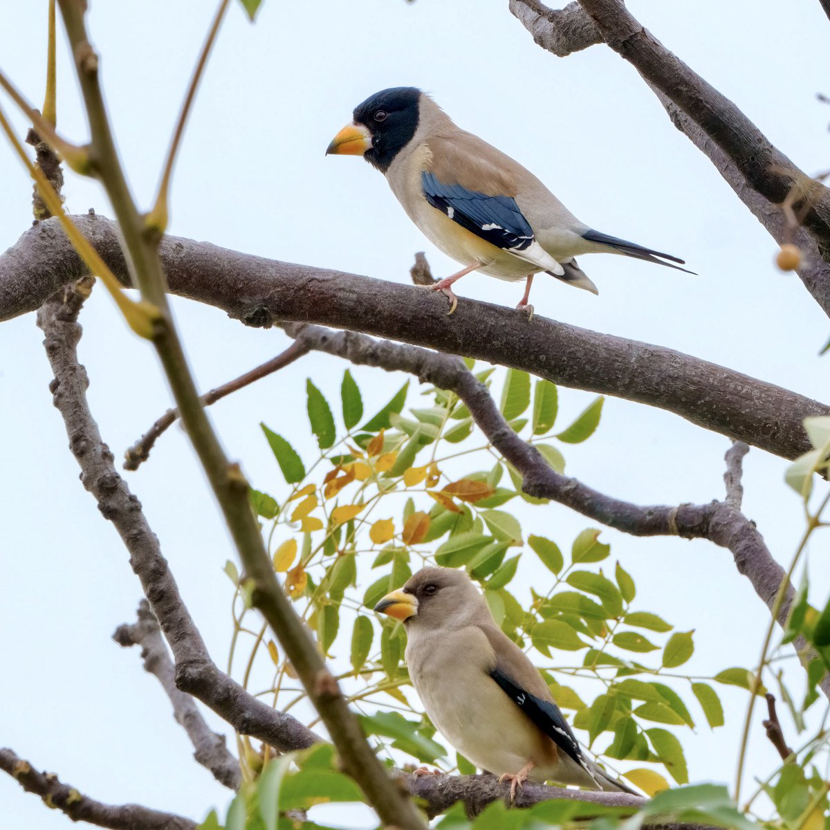 rupperrt's tweet image. Yellow-billed Grosbeak #dailybird #ThePhotoHour #birdphotography #birds #TwitterNatureCommunity