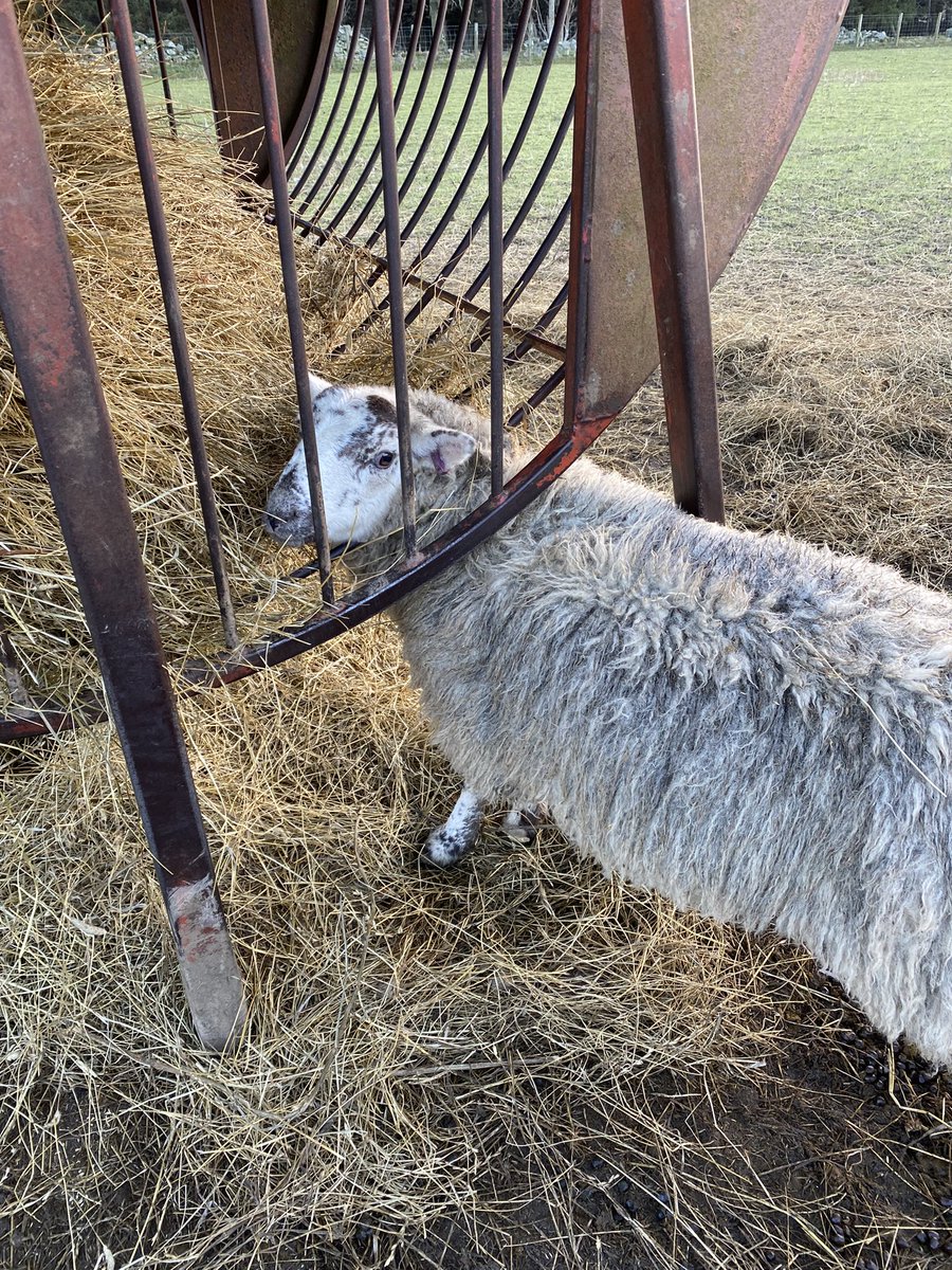 ScotRuralLeader's tweet image. Same lamb stuck. Every. Single. Day. 🤦‍♀️. #theresalwaysone
