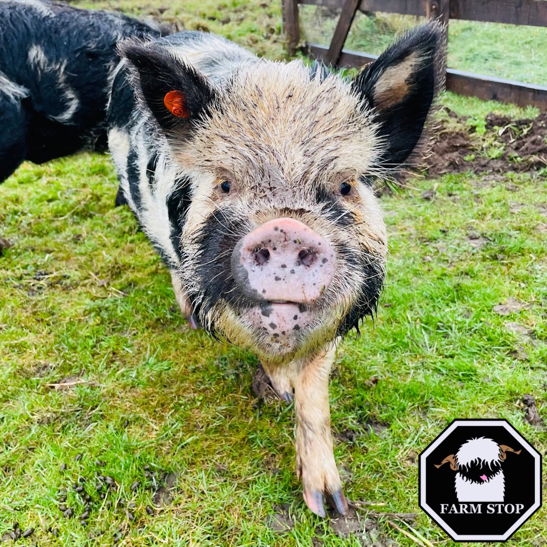 FarmStopABZ's tweet photo. Can’t escape the pig-arazzi 📸 🐷 

#farmstop #farmstopaberdeenshire #farmlife #scottishfarming #aberdeenshire #visitaberdeenshire #visitscotland #farmvisit #farmtours #familyfarm #farmbythesea #farmbytherailway #farminglife #pigs #piglife #piglover #piggys #pigarazzi https://t.co/Q2hlQpiNUA