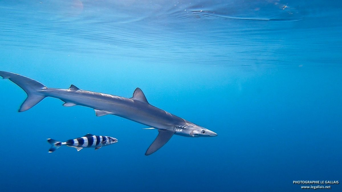 Verdesca (Prionace glauca) in compagnia di un pesce pilota (Naucrates ductur) avvistata a Miomo in Corsica il 26 Aprile del 2018🦈

Credits: Stephan Le Gallais by Facebook

Se hai visto uno squalo, faccelo sapere tramite i nostri canali social o usando l'hashtag #sharkPulse📱