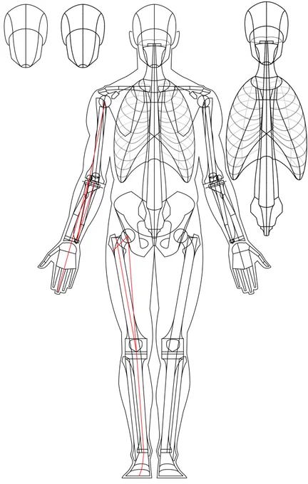 シンプルな模式図のことをダイアグラム(diagram)というんですが、次の美術解剖学の本ではこれを入れたいなぁ。色々模索中です。 