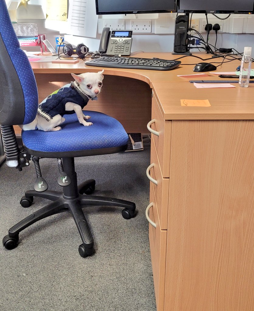 forrestleigh's tweet photo. It is a hard day's work in the #office for Clarence the #Chihuahua @gifhe today. He needed a little rest at breaktime, all that admin wore him out ๐ #giStartStrong https://t.co/D29MqnKgIA