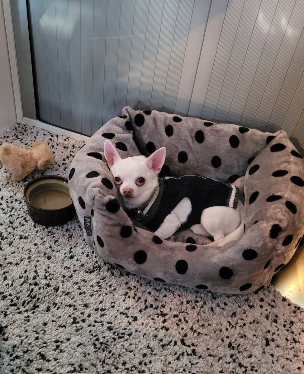 forrestleigh's tweet photo. It is a hard day's work in the #office for Clarence the #Chihuahua @gifhe today. He needed a little rest at breaktime, all that admin wore him out ๐ #giStartStrong https://t.co/D29MqnKgIA