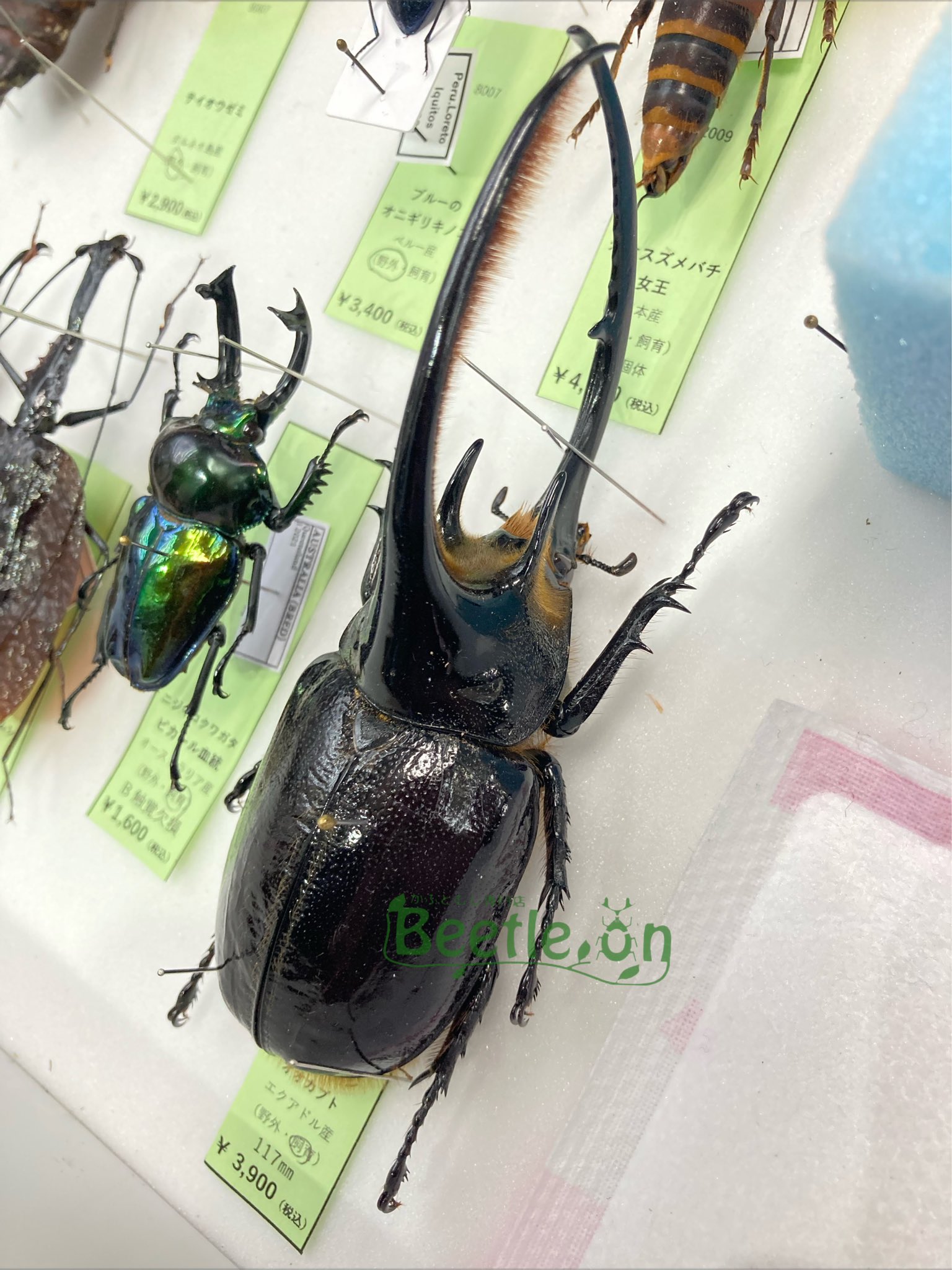 Beetle on（ビートロン）東京店 標本販売事業部 on X: 