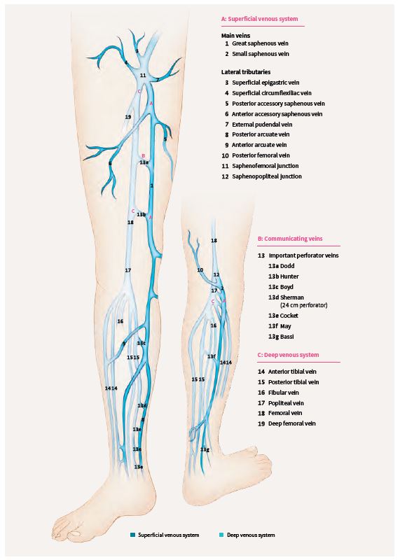 Venous Leg Anatomy Varicose Veins Cairns Vascular Clinic