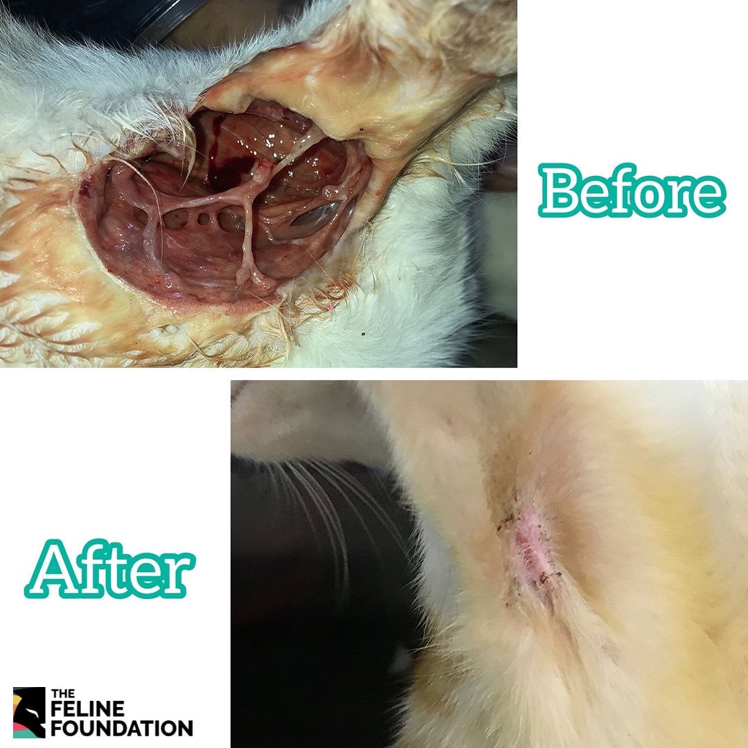 felinefoundatn's tweet photo. Chakku's extremely deep wound has now finally healed! He is also now sterilized and vaccinated. Today he was released back to his area! #HappyGoodbye
Have a look at the #beforeandafter pictures of his injury. https://t.co/9621uOA3By