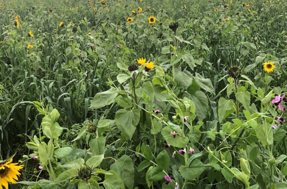 LeBulletin_com's tweet image. Blogue Profession agriculteur: Zoom sur les bienfaits des couverts végétaux Par Paul Caplette

lebulletin.com/blogues/zoom-s…

#couvertvegetal #culturedecouverture #professionagriculteur #blogue