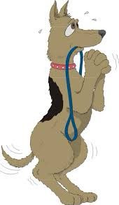 Please keep our🤞as well as legs hands paws &amp; tails for a new client who is going to view a property for her &amp; her dog that is currently seized. 
The judge ordered the client works with us &amp; this is the last attempt to save her dog from destruction (type1) We have 3 weeks left 😮