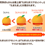 「たまたま」と呼ばれるブランドのきんかんがあるけど？最上位の呼び方がこれ!