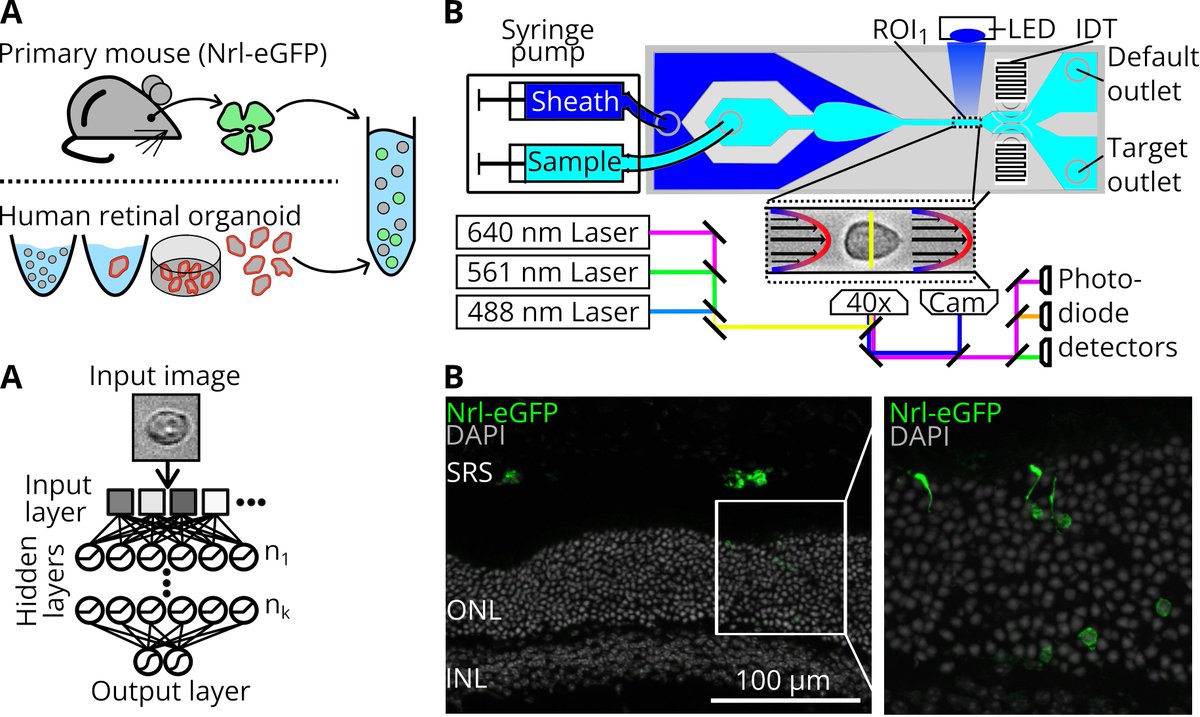 AIDeveloper1's tweet image. Happy to share our (@KarenTe10 @GuckLab) latest paper about image-based sorting of photoreceptors (PR). After #AI powered sorting, PR cells were transplanted into🐁 retina where they survived and integrated. However, there were MANY challenges: nature.com/articles/s4159…