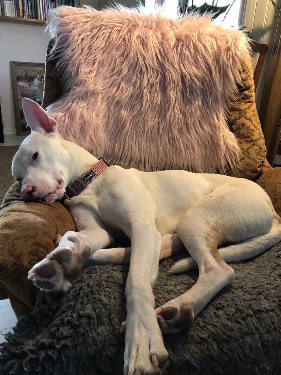 FHTEOD's tweet photo. Finns det benzo för hundar? #veterinärbesök https://t.co/VhIrDktW9V