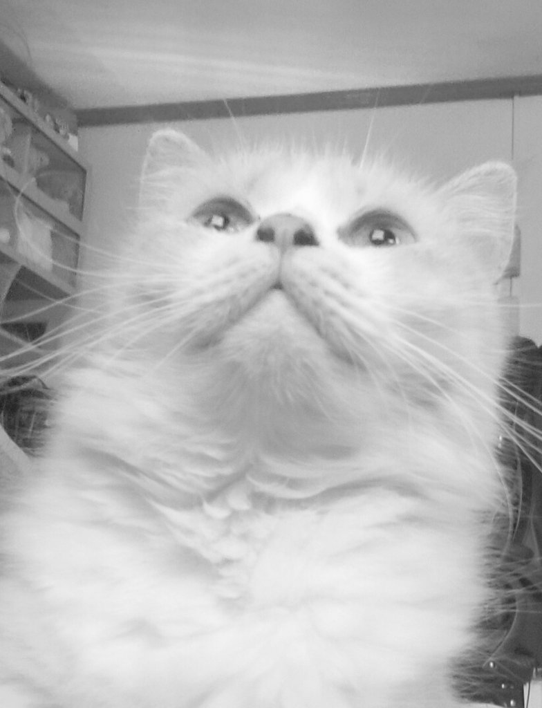 cjystn's tweet photo. #Def_LOVE_D7
i gotta express my love for my cat, my companion almost 24/7. because of jaebeom i've grown to appreciate them & coincidently my parents brought home one, my little angel ❤️
Def. 1st EP Album
LOVE.
2022.01.26
#Def. #Love. #JAYB #제이비
@jaybnow_hr https://t.co/FPBc4F58U1