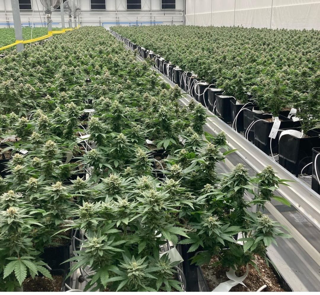 Canna_CSA's tweet photo. More nice indoor https://t.co/OV9nTag1LG